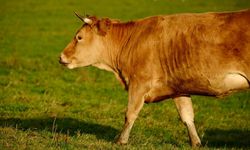 Kayseri'de et fiyatları ayrıştı: Dana arttı Kuzu geriledi