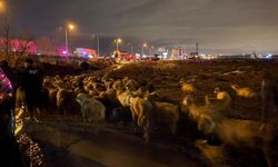 Kayseri’de karasu deresi taştı! 200 hayvan tahliye edildi