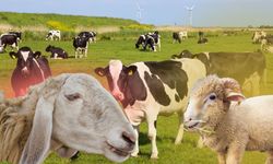 Türkiye'de hayvansal üretimde artış: TÜİK verileri açıklandı, Kayseri hayvancılıkta önemli rol oynuyor
