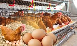 Resmi Gazete'de yayımlandı: Yumurtacı Kanatlı İşletmelerine yeni düzenlemeler geliyor