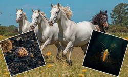 Kayseri’de yok artık dedirten liste! Kraliyet belgeli atın bedeli rekor kırdı, böcek ve salyangoz bile satışta!