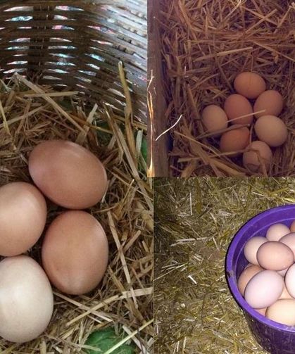 Günde kaç yumurta yemeniz gerek: Uzmanlar açıkladı