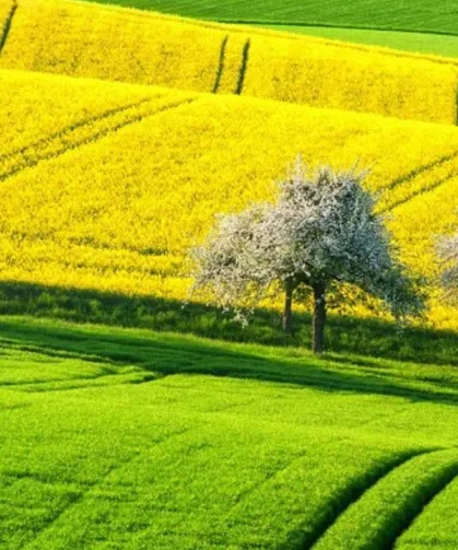 Kayseri'de 2 arsa birden satılacak! Bünyan'da oturanlara iyi haber oldu