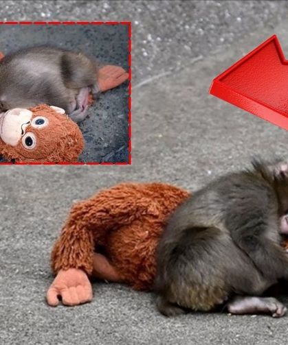 Dünyanın konuştuğu maymun Punch Türkiye’de satışa çıktı!