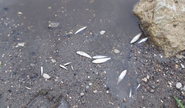 Zamantı Irmağı'nda Korkutan Görüntü! Ölen Balıklar Kıyıya Vurdu