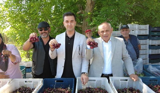 Dünya Sofralarını Süsleyen Yahyalı Kirazının Hasadı Başladı