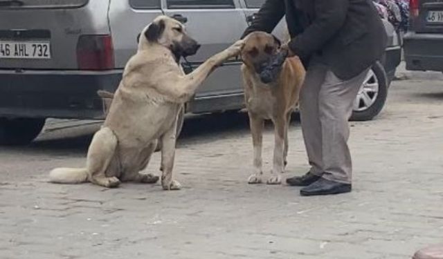 Yaşlı Adamın Sokak Köpekleriyle Anlaşması Dikkat Çekti