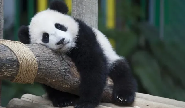 O Ülkeye 20 Yıl Sonra İlk Kez Panda Kiralanıyor