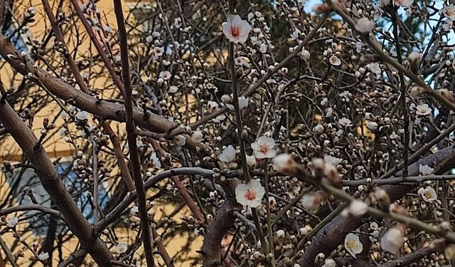 Kayseri İlkbaharı Yaşıyor: Şubat Ayında Çiçekler Filizlendi