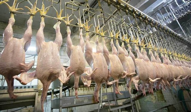 Tavuk Eti Satışları Durduruluyor!