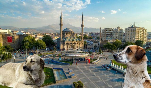 Kayseri’nin o ilçesinde sokak köpeği krizi! Belediye bu kez bakın ne yaptı?