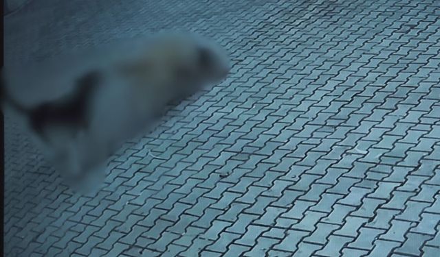 Sivas'ta 10 yaşındaki kız çocuğuna sokak köpekleri saldırdı!