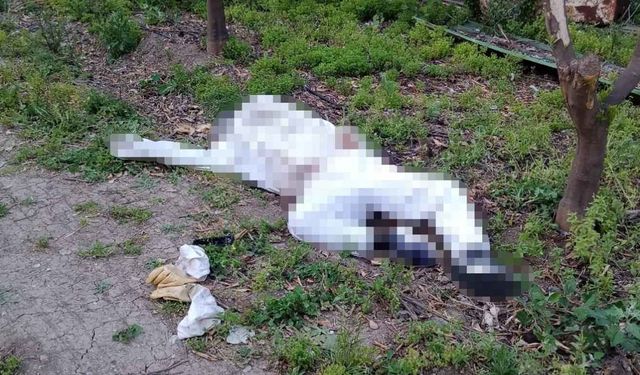Arıcıyı koruma kıyafetleri kurtarmadı! Arı sokması sonucu hayatını kaybetti