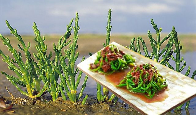 Deniz Börülcesi Nedir ve Faydaları Nelerdir?