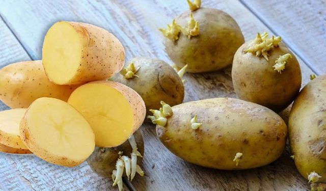 Filizlenmiş Patates Tüketilir Mi? Filizlenmiş Patates Zararlı Mı?