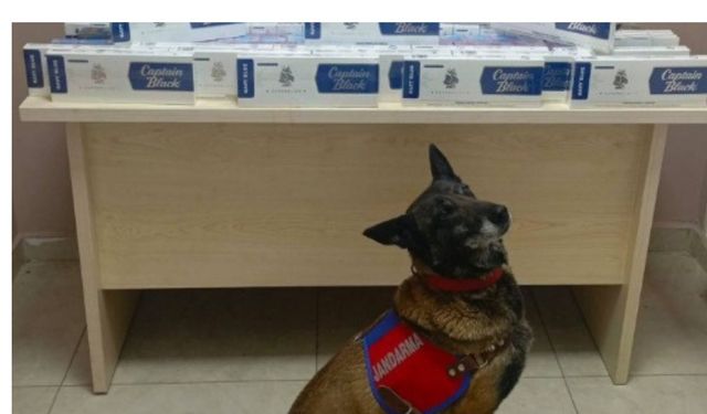 Kayseri'de kaçakçılığa geçit yok! Jandarma köpeği kaçakçılığı önledi