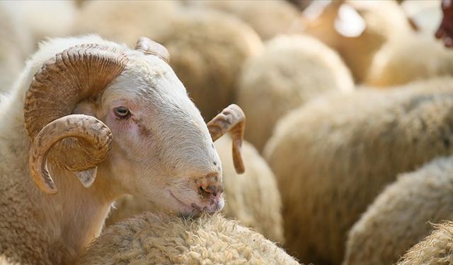 Kurbanlık fiyatları ortaya çıktı: Dev market bu rakamlara satacak