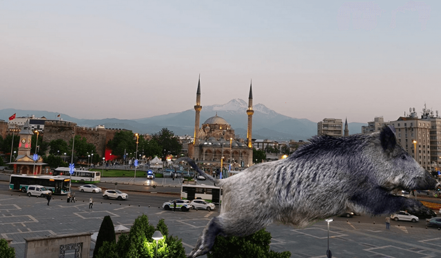 Domuzlar Kayseri'yi kuşatıyor! Neredeyse şehir merkezine inecekler!