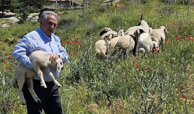 Kurban Bayramı'nda kaçan hayvanlar Talas Belediyesi'ne yakalandı!