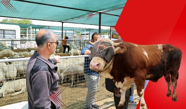 Başkan Yalçın kurban pazarında: Dev boğa alıcısını bekliyor!