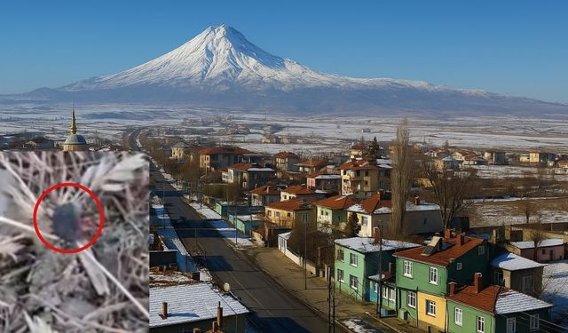 Tomarza’da kene alarmı: Önlem alınacak mı?