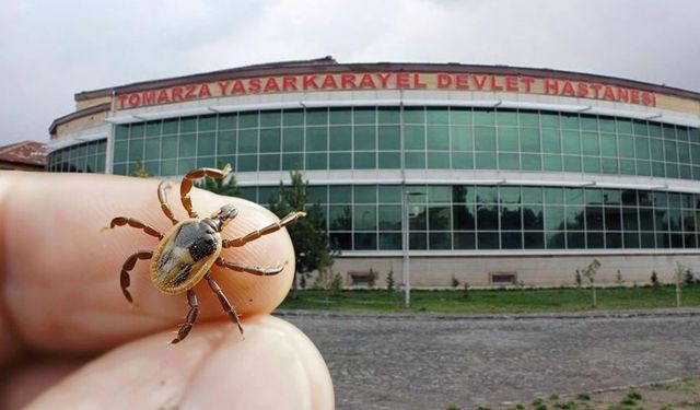 Tomarza’da kene istilası: Başkan Koç sessizliğini koruyor!