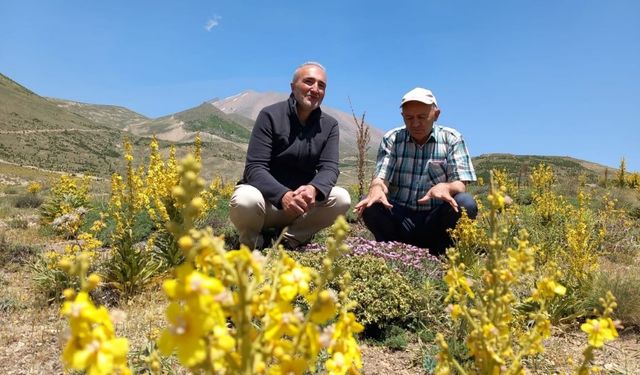 Erciyes, bu yönü ile Avrupa'yı solladı! Endemik türler dikkat çekti