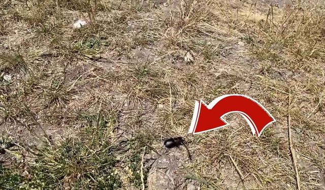 Kayseri'nin yanı başında görüldü! Bu böceği öldürmenin cezası 557 bin TL