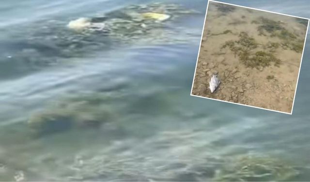 Yahyalı’da balıklar kıyıya vuruyor: Barajda gizemli ölüm zinciri