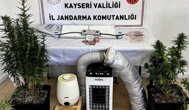 Kayseri’de evinde Kenevir yetiştiren şüpheliye gözaltı