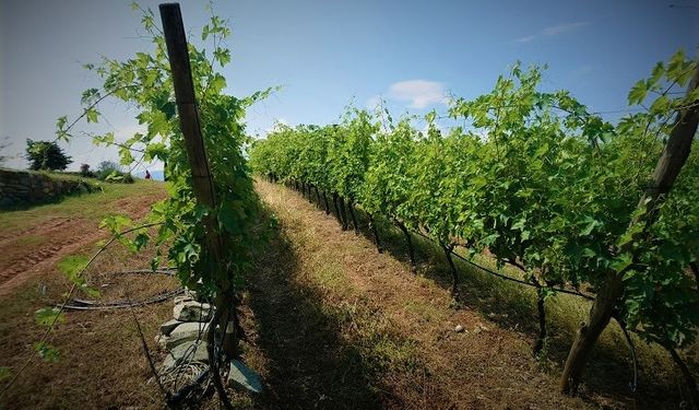 Kayseri'de bağ satılacak: Mahkeme kısa süre için bu rakamı belirledi