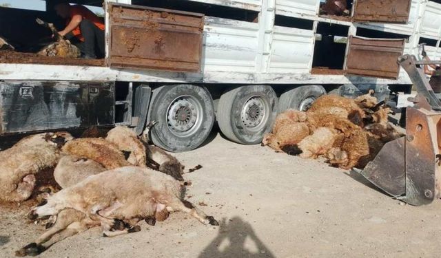 Konya’da hayvan yüklü tır devrildi: 147 küçükbaş telef oldu!