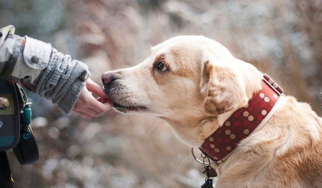 Kahramanmaraş’ta korkunç olay: 75 yaşındaki cani üç köpeği katletti!
