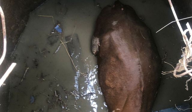 Yozgat’ta kuyuya düşen inek, iş makinesiyle kurtarıldı