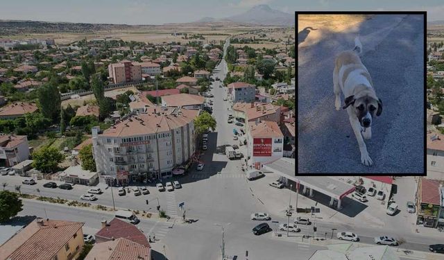 Kayseri Tomarza'da kaybolan köpeği bulana ödül verilecek!