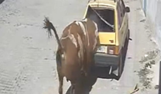 Ahırdan kaçan kızgın boğa ortalığı birbirine kattı