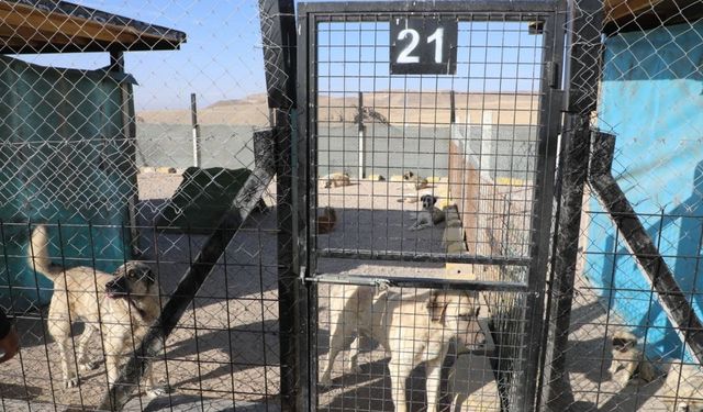 Şefkatin adresi bu kez Develi oldu! Yeni yuva kuruldu