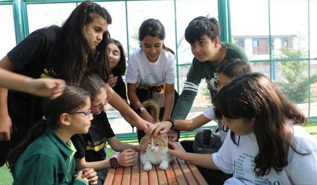 Küçük Dostlar Kedi Kasabası Kocasinan’da: Sokak hayvanları için büyük sürpriz!