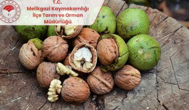 Kilosu el yakıyor! Melikgazi’de ceviz yetiştiriciliği kursu başladı