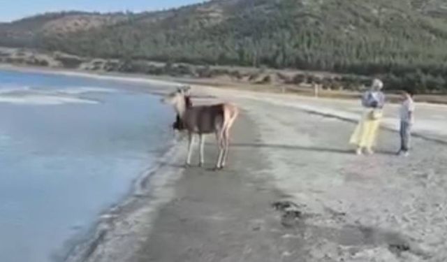 Nesli tehlike altındaki kızıl geyik, Salda Gölü’nde vatandaşlarla buluştu