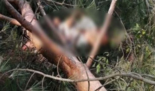 Niğde Kılan Köyü’nde korkunç olay: Ağaç 61 yaşındaki kadının üzerine devrildi!