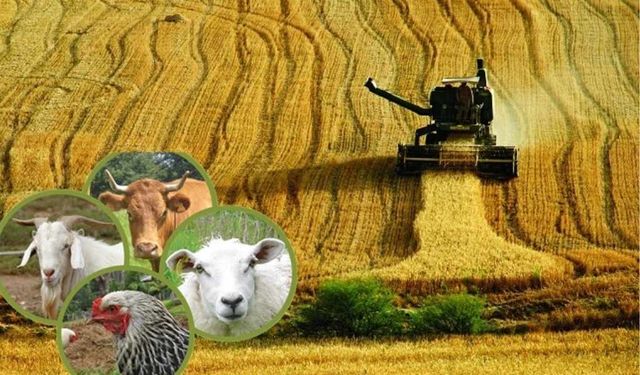 Üreticiye kötü haber: Borcu olan destek alamayacak!