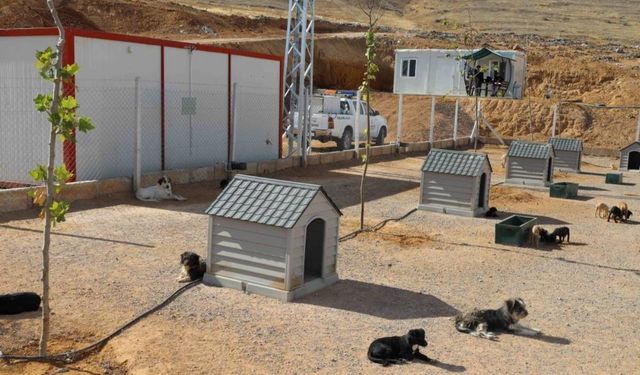 Yahyalı Belediyesi’nden sokak hayvanlarına modern yaşam alanı