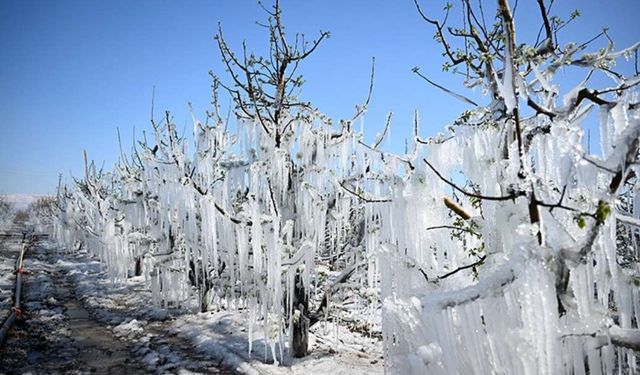 Kayserili çiftçiler müjde: Zirai don desteği hesaplara yatırıldı