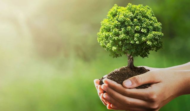 Kayseri Kocasinan'da fidan dikimi:Türkiye'ye nefes ol kampanyası devam ediyor!