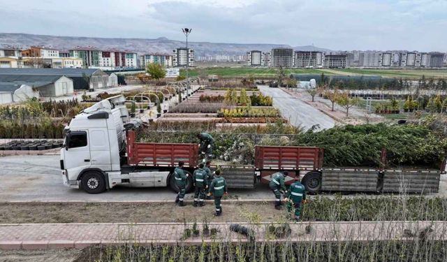 Kocasinan’da 2026 ağaçlandırma hamlesi: Yeni fidanlar sahaya iniyor!