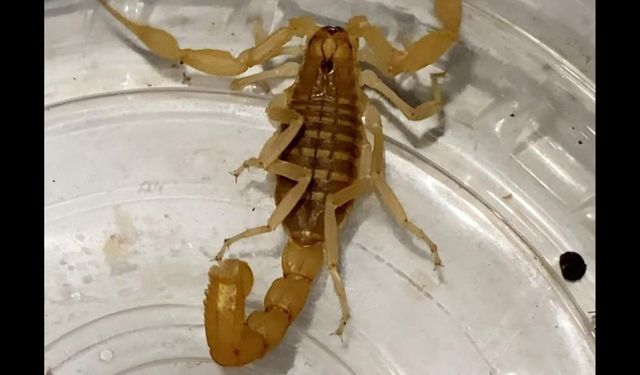 Aksaray’da Zehrinin litresi 10 Milyon Dolar olan Anadolu Sarı Akrebi yakalandı