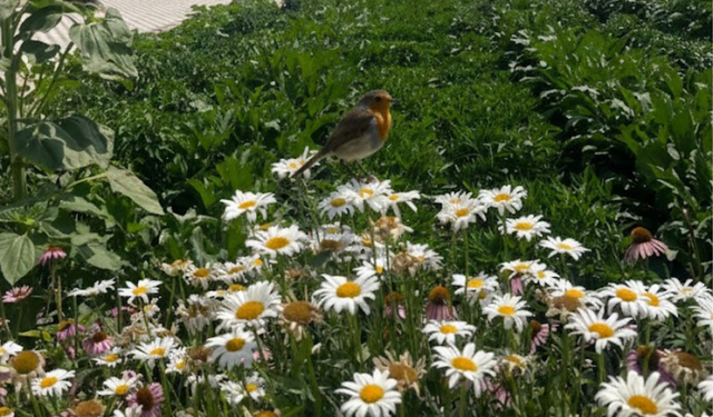 Kuşlar bu kokudan nefret ediyor! Kayseri’de bahçe sahipleri bu yöntemi konuşuyor