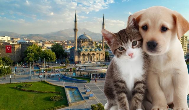 Kayseri’de kedi-köpeği olanlar dikkat: Yılbaşından önce yaptırmazsanız para cezası geliyor!