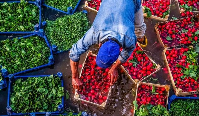 Tarım ve Orman Bakanlığı’ndan yeni düzenleme! O ürünlerin satışında değişiklik yapıldı